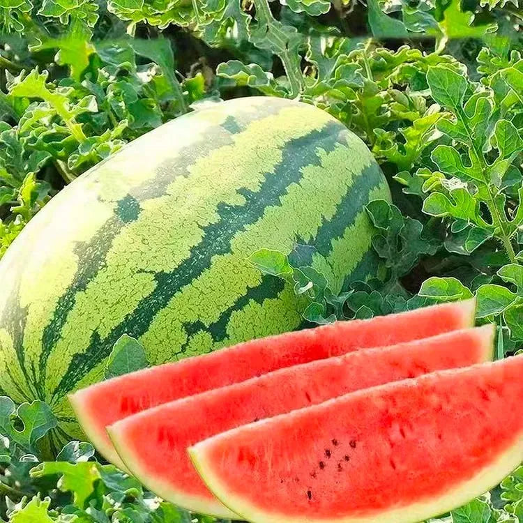 🍉 Gigantický melón „Sladký kráľ“ – osviežujúci, sladký a vhodný pre každého