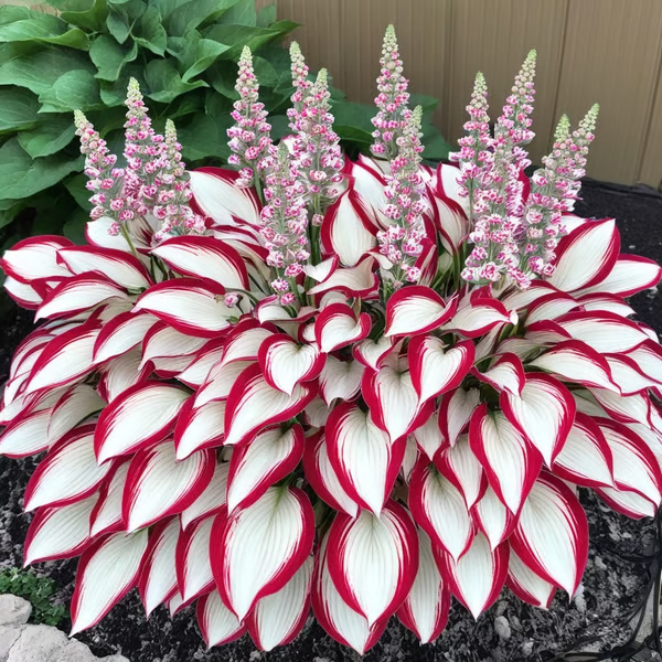 🌟 Prémiové vzácne semená hosty – ideálne na jarné a zimné pestovanie 🍃 Vynikajúce aj ako rezané kvety 🌿 98 % klíčivosť