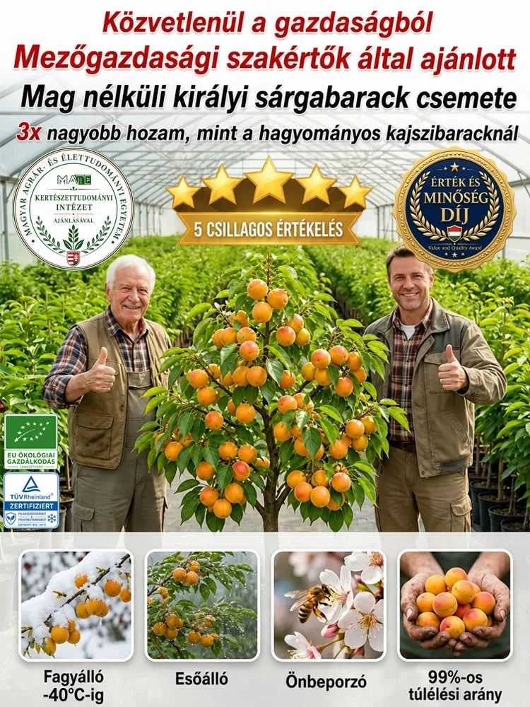 🌳🍑 Sadenica cisárskej marhule, šťavnaté plody, plodenie hneď po vysadení