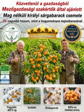 🌳🍑 Sadenica cisárskej marhule, šťavnaté plody, plodenie hneď po vysadení