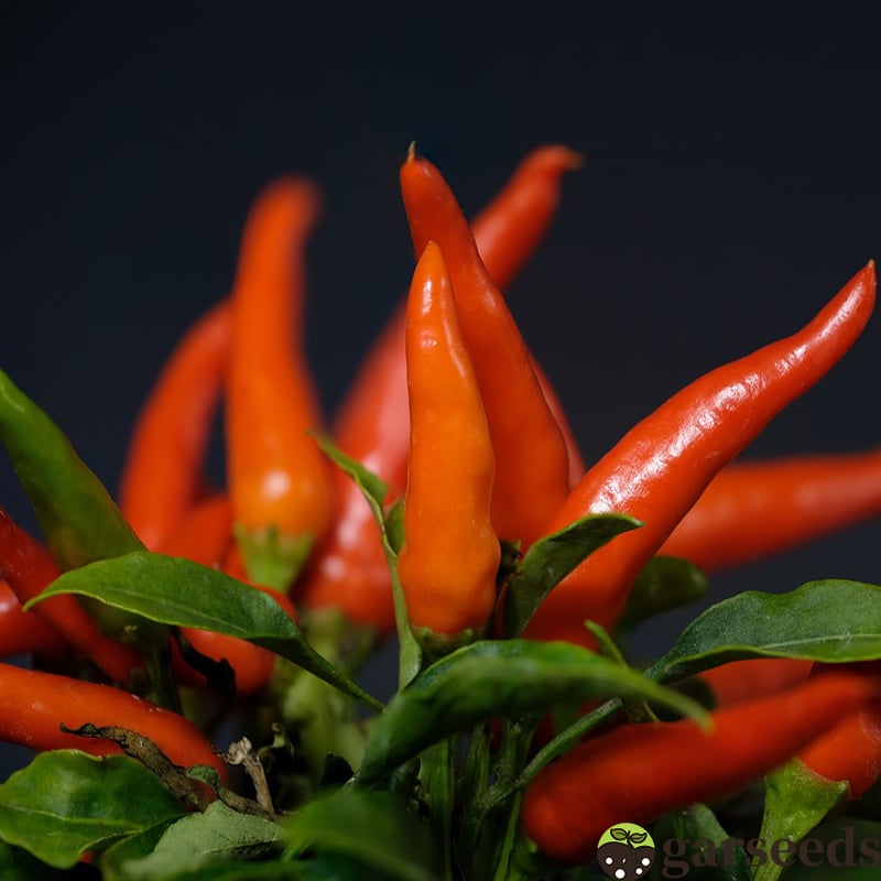 Semienka čili papričky Beauty Chili Papričky 🌶️ - vysoký výnos