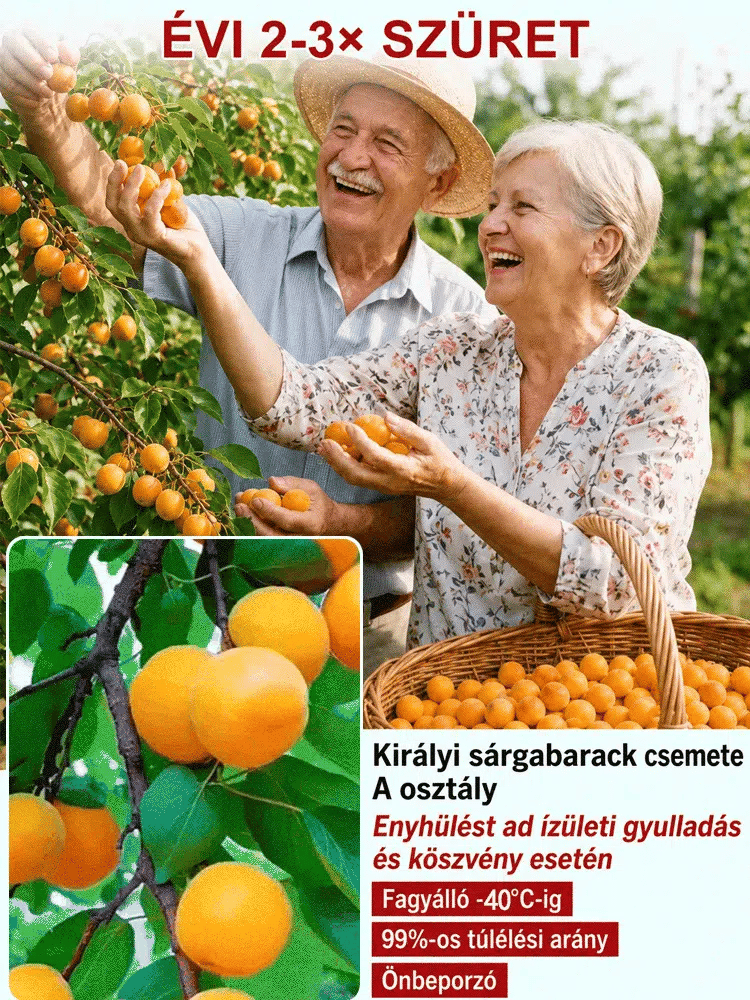 🌳🍑 Sadenica cisárskej marhule, šťavnaté plody, plodenie hneď po vysadení