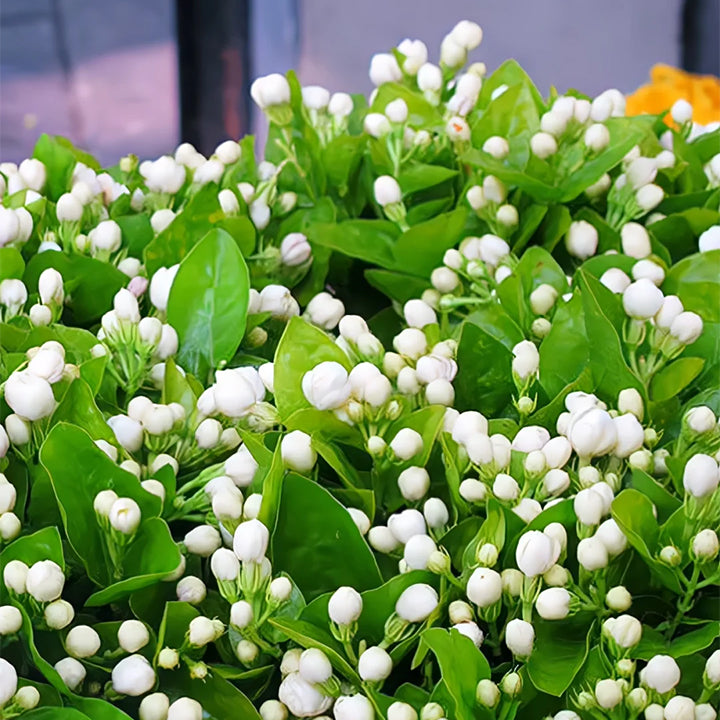 🌼 Semená jazmínu – voňavé kvety na balkón a záhradu, trvalo kvitnúce rastliny