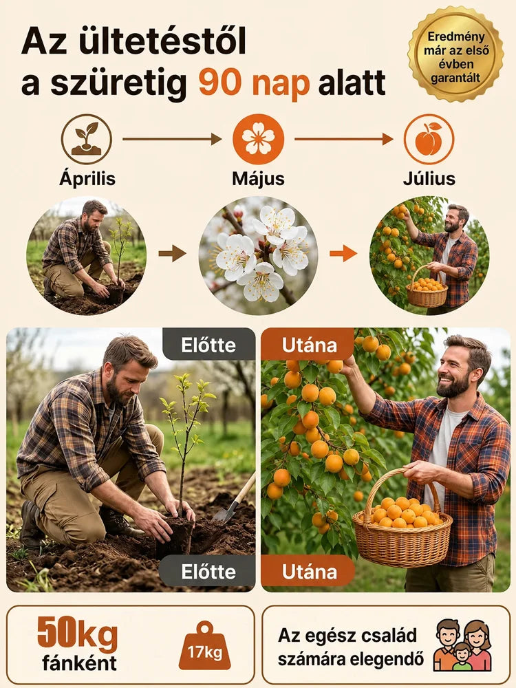 🌳🍑 Sadenica cisárskej marhule, šťavnaté plody, plodenie hneď po vysadení