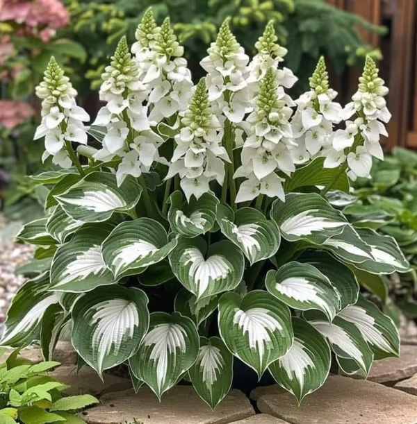 🌟 Prémiové vzácne semená hosty – ideálne na jarné a zimné pestovanie 🍃 Vynikajúce aj ako rezané kvety 🌿 98 % klíčivosť