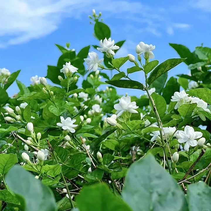 🌼 Semená jazmínu – voňavé kvety na balkón a záhradu, trvalo kvitnúce rastliny