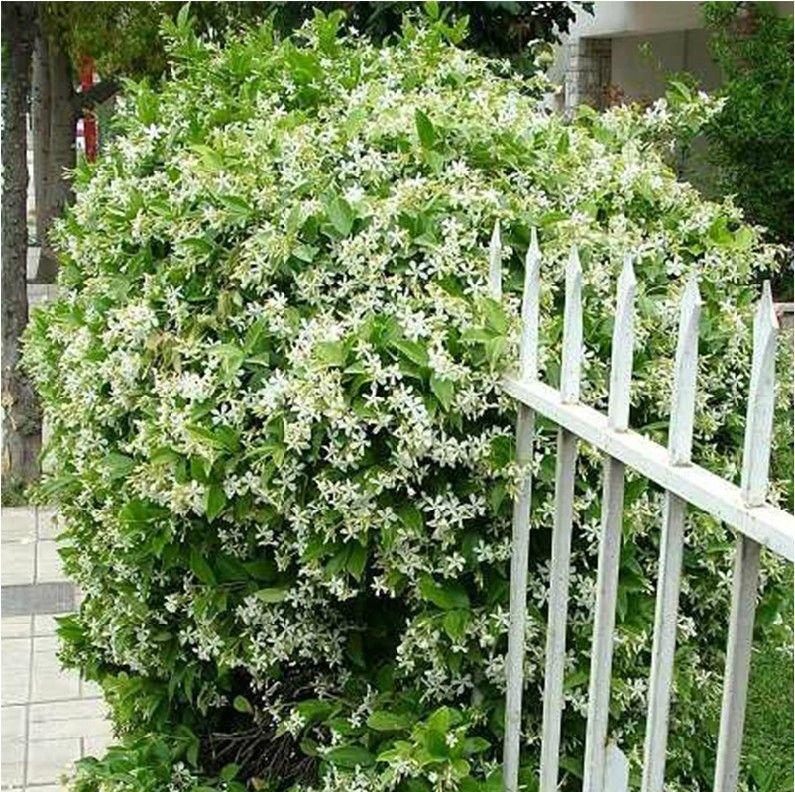 🌼 Semená jazmínu – voňavé kvety na balkón a záhradu, trvalo kvitnúce rastliny