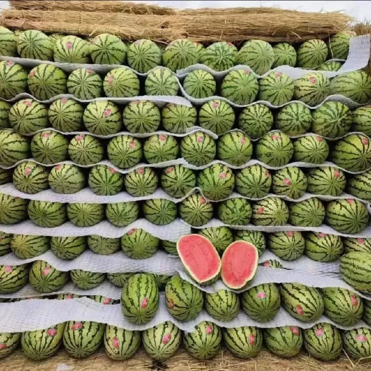 🍉 Gigantický melón „Sladký kráľ“ – osviežujúci, sladký a vhodný pre každého
