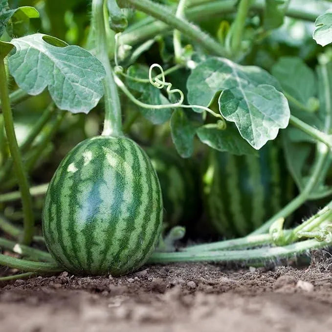 🍉 Gigantický melón „Sladký kráľ“ – osviežujúci, sladký a vhodný pre každého