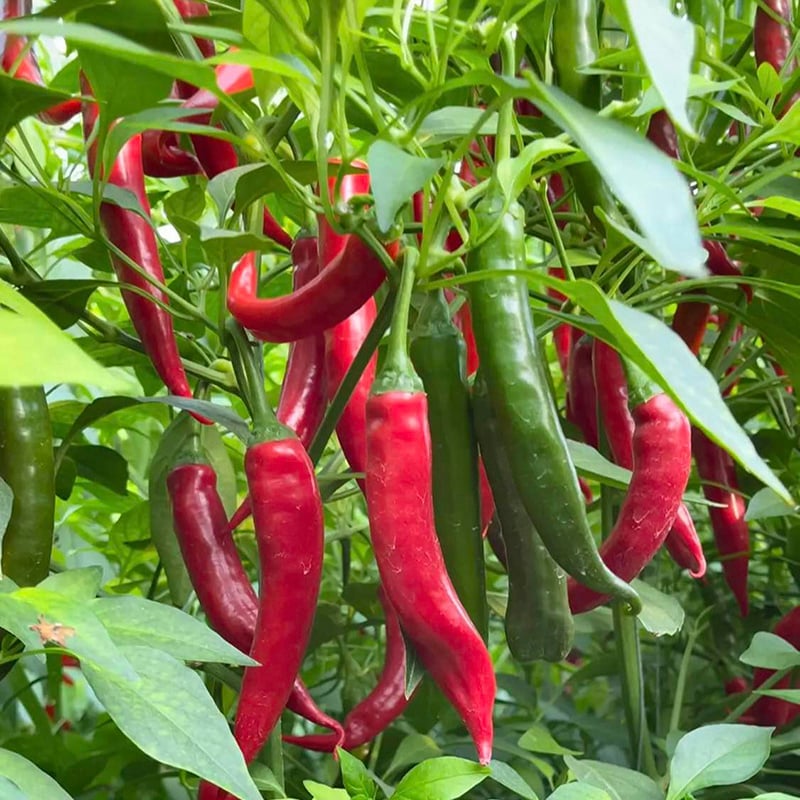 Semienka čili papričky Beauty Chili Papričky 🌶️ - vysoký výnos