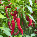 Semienka čili papričky Beauty Chili Papričky 🌶️ - vysoký výnos