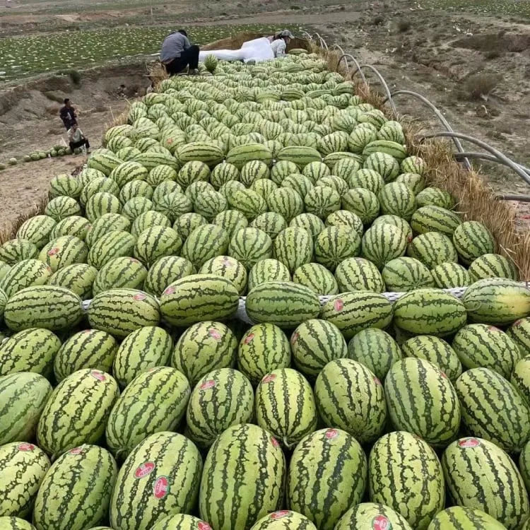 🍉 Gigantický melón „Sladký kráľ“ – osviežujúci, sladký a vhodný pre každého