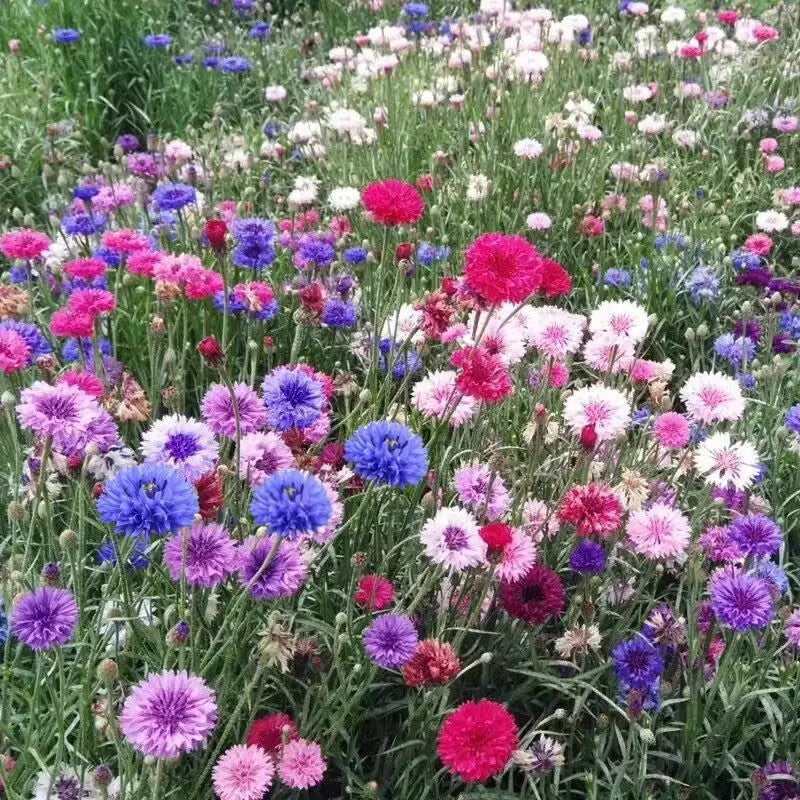 🌸 Semená chrpy – Neustále kvitnúca kvetinová krása od jari až po zimu 🌿