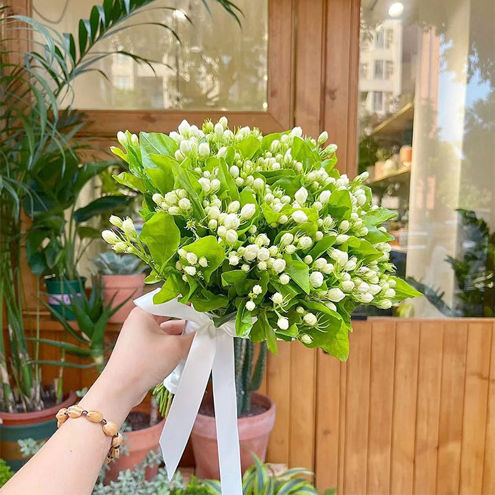 🌼 Semená jazmínu – voňavé kvety na balkón a záhradu, trvalo kvitnúce rastliny