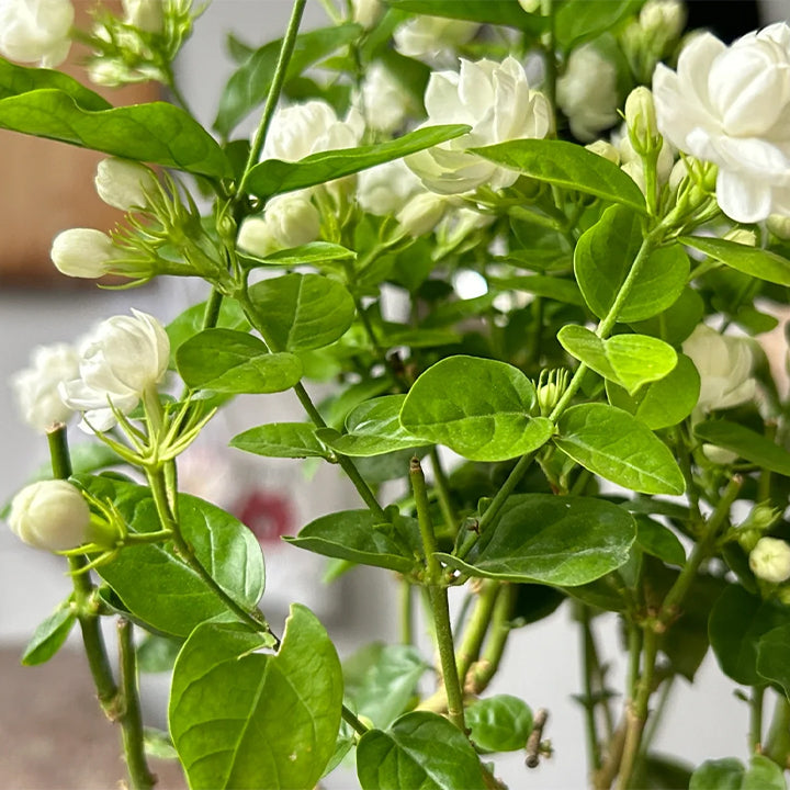 🌼 Semená jazmínu – voňavé kvety na balkón a záhradu, trvalo kvitnúce rastliny