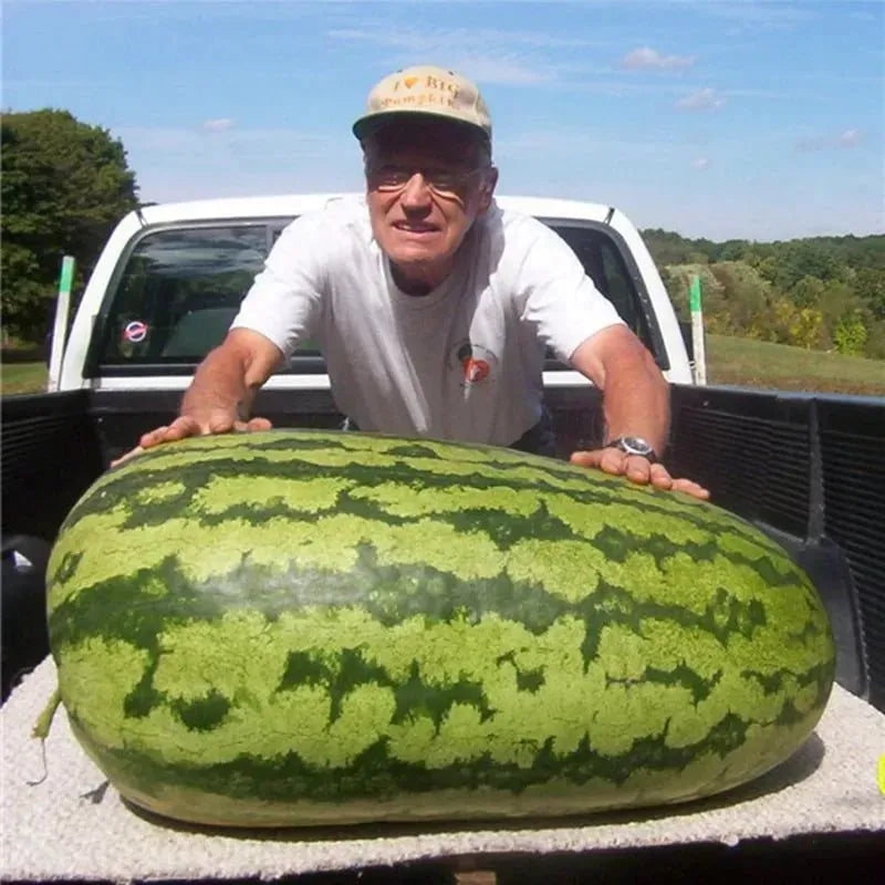 🍉 Gigantický melón „Sladký kráľ“ – osviežujúci, sladký a vhodný pre každého