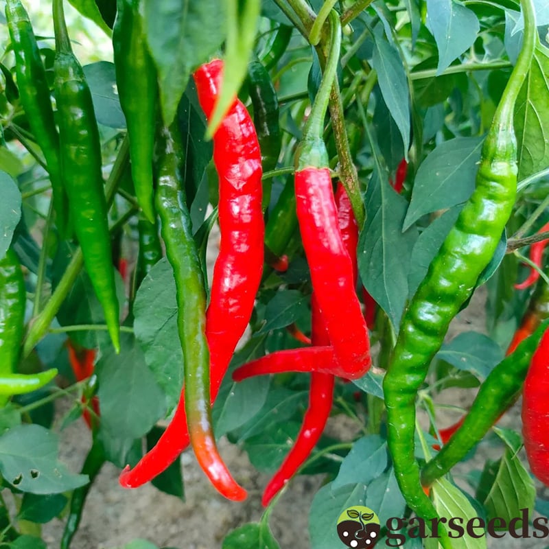 Semienka čili papričky Beauty Chili Papričky 🌶️ - vysoký výnos