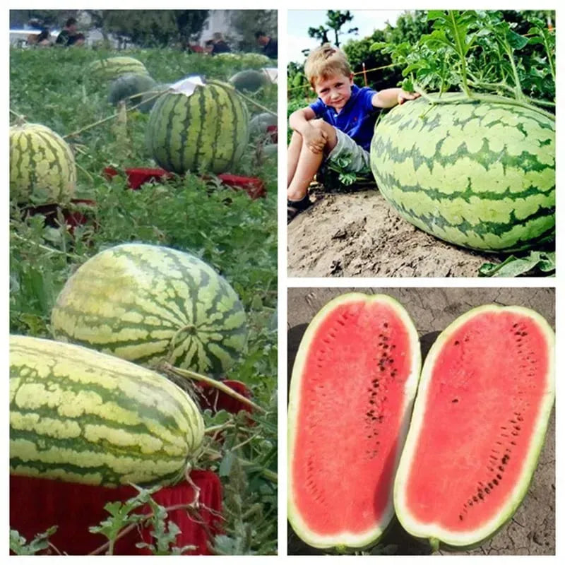 🍉 Gigantický melón „Sladký kráľ“ – osviežujúci, sladký a vhodný pre každého