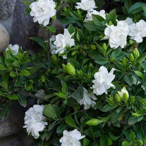 🌼 Semená jazmínu – voňavé kvety na balkón a záhradu, trvalo kvitnúce rastliny