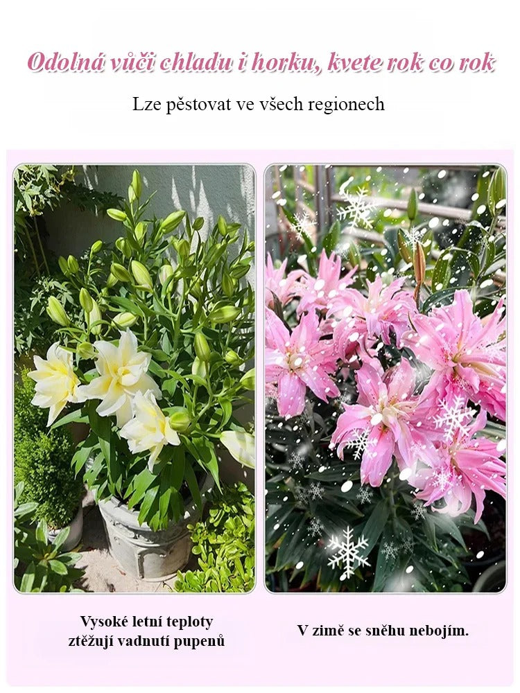 🌸💨 Kvetina s dlhým kvitnutím (až 200 dní), silná vôňa, ideálna pre začiatočníkov