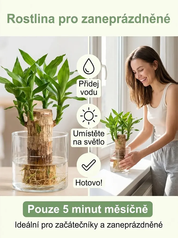 🏡 Luxusní dřevěná dekorace MOONSPRY přírodní materiál z Brazílie 🌿
