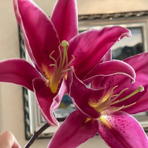 🌸💨 Kvetina s dlhým kvitnutím (až 200 dní), silná vôňa, ideálna pre začiatočníkov