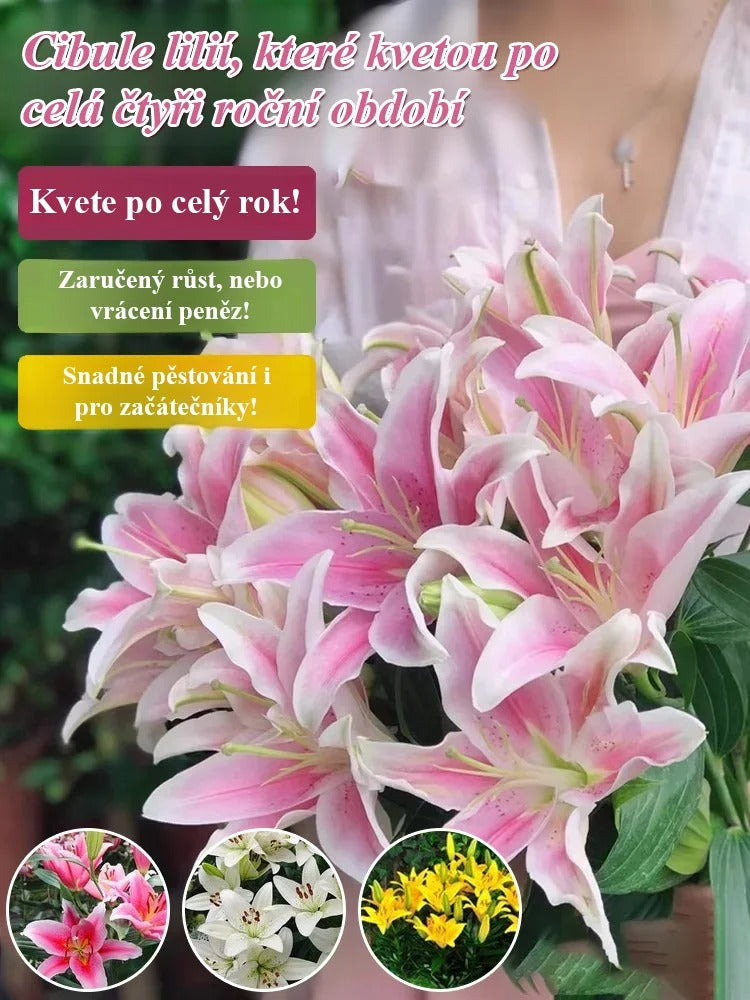 🌸💨 Kvetina s dlhým kvitnutím (až 200 dní), silná vôňa, ideálna pre začiatočníkov