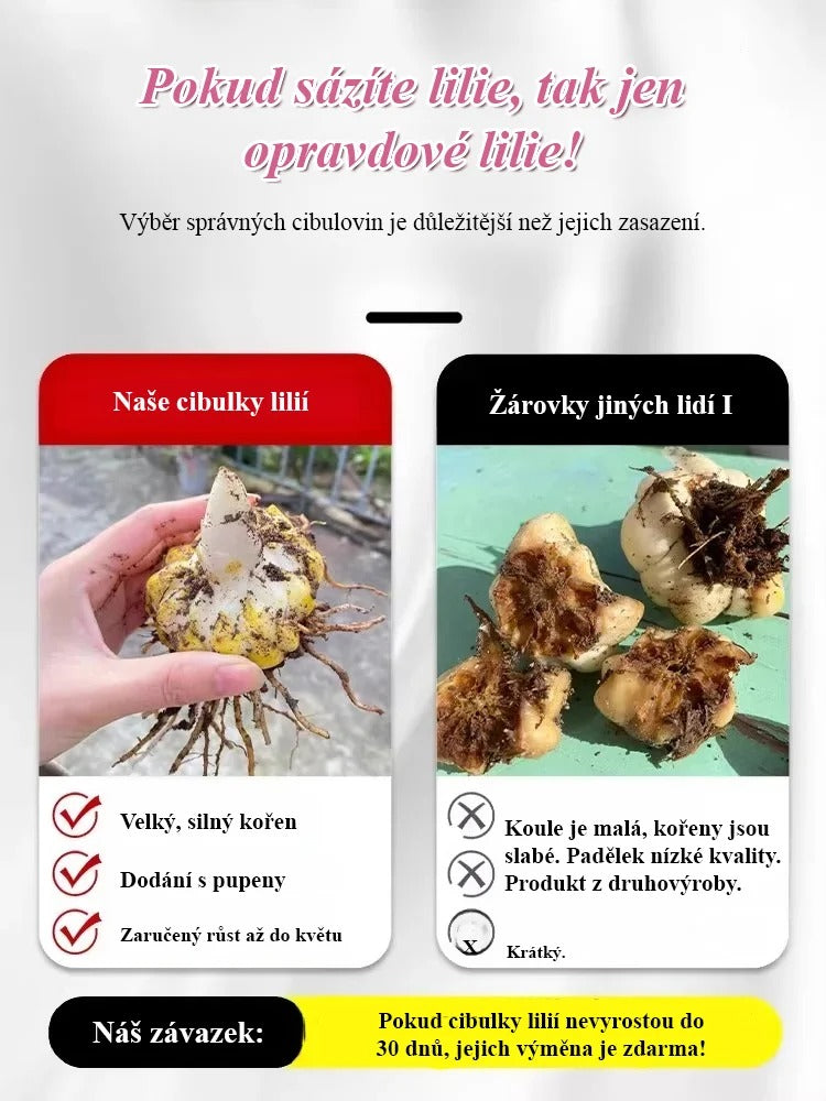 🌸💨 Kvetina s dlhým kvitnutím (až 200 dní), silná vôňa, ideálna pre začiatočníkov